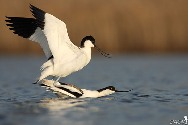 Accouplement d'Avocette élégeante