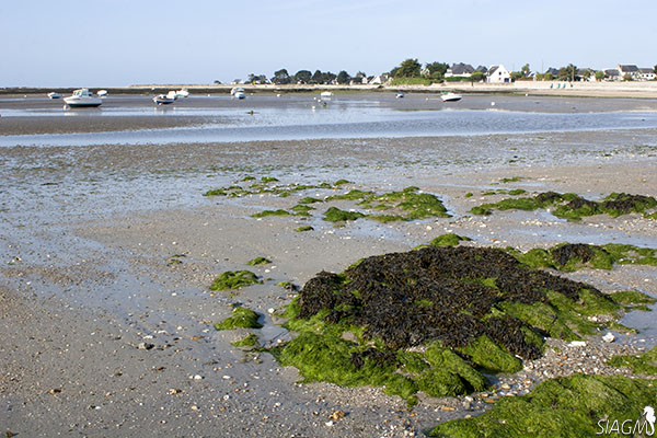 Estran de sables fins