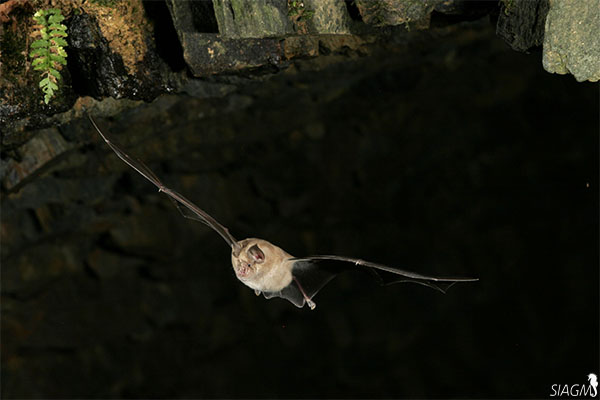Grand Rhinolophe en vol