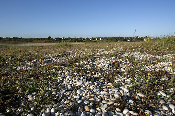 Ponte de Gravelot à collier interrompu sur un site littoral fréquenté