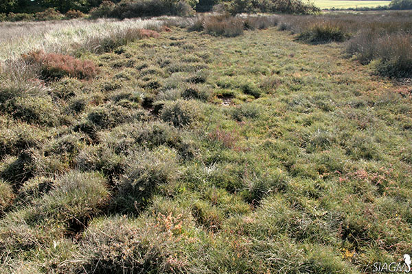 Secteur de pré salé destructuré par des 