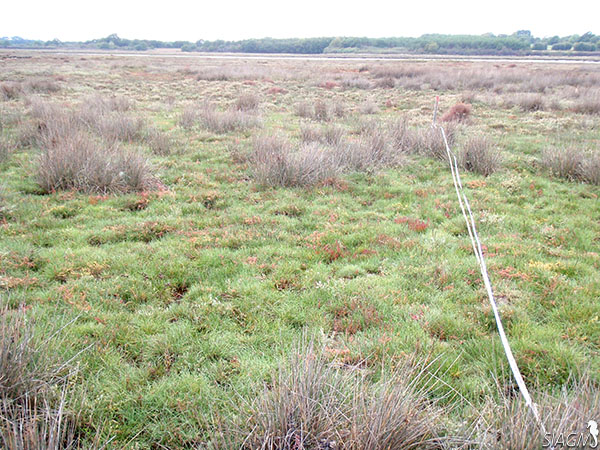 Transect de suivi de la végétation sur le site expériental du Forent